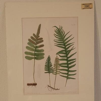 Lot 213: Antique Armstrong & Co. Botanical Lithograph FERNS 18" Ã— 14"  (B)