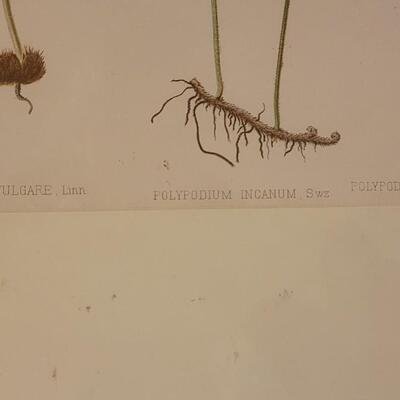 Lot 213: Antique Armstrong & Co. Botanical Lithograph FERNS 18" Ã— 14"  (B)