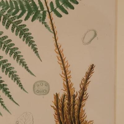 Lot 217: Antique Armstrong & Co. Botanical Lithograph FERN 18" Ã— 14" (C)