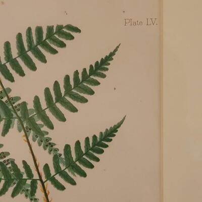 Lot 217: Antique Armstrong & Co. Botanical Lithograph FERN 18" Ã— 14" (C)
