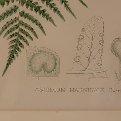 Lot 217: Antique Armstrong & Co. Botanical Lithograph FERN 18" Ã— 14" (C)