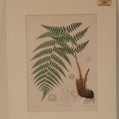 Lot 217: Antique Armstrong & Co. Botanical Lithograph FERN 18" Ã— 14" (C)