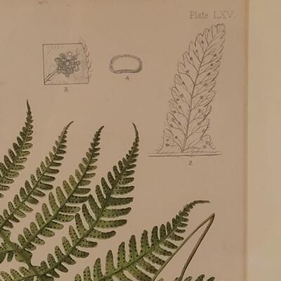 Lot 220: Antique Armstrong & Co. Botanical Lithograph FERN 18" Ã— 14" (D)