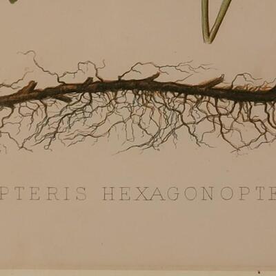 Lot 220: Antique Armstrong & Co. Botanical Lithograph FERN 18" Ã— 14" (D)