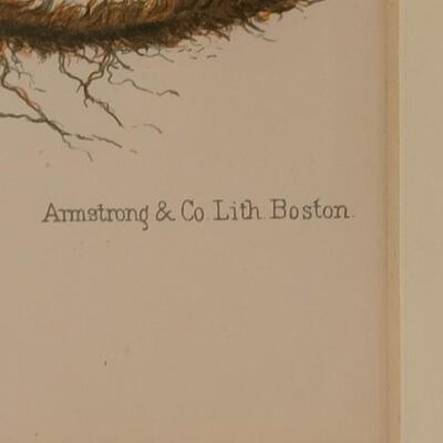 Lot 220: Antique Armstrong & Co. Botanical Lithograph FERN 18" Ã— 14" (D)