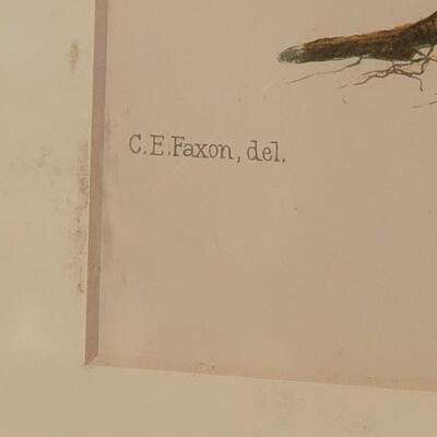 Lot 220: Antique Armstrong & Co. Botanical Lithograph FERN 18" Ã— 14" (D)