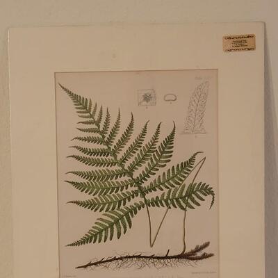 Lot 220: Antique Armstrong & Co. Botanical Lithograph FERN 18" Ã— 14" (D)