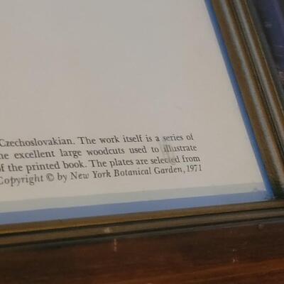 Lot 221: 1971 New York Botanical Garden Print Series - Mattioli, Venice 1565