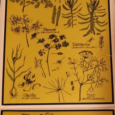 Lot 258: Vintage Fold Out Botanical Poster