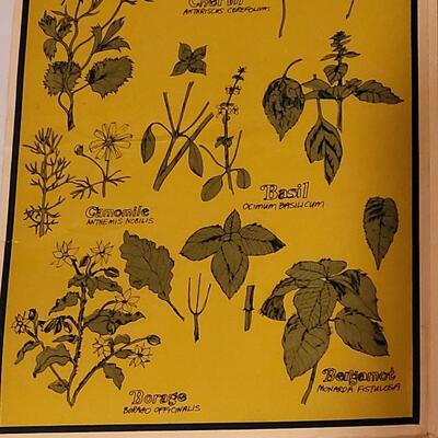 Lot 258: Vintage Fold Out Botanical Poster