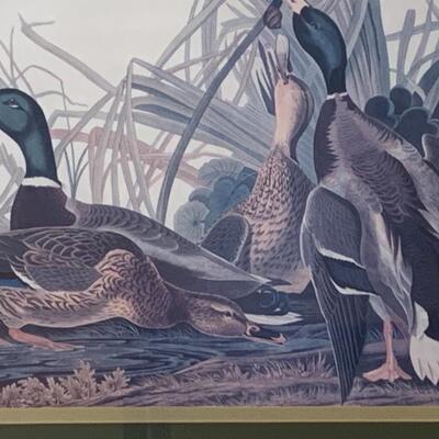 Lot 299: "Mallard Duck" Print