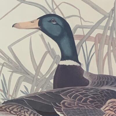 Lot 299: "Mallard Duck" Print