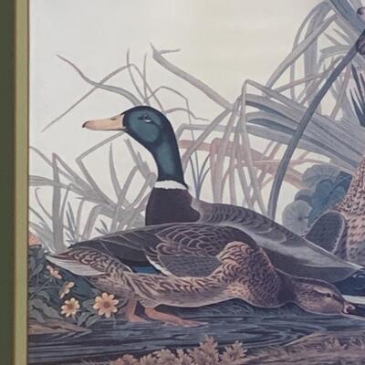 Lot 299: "Mallard Duck" Print