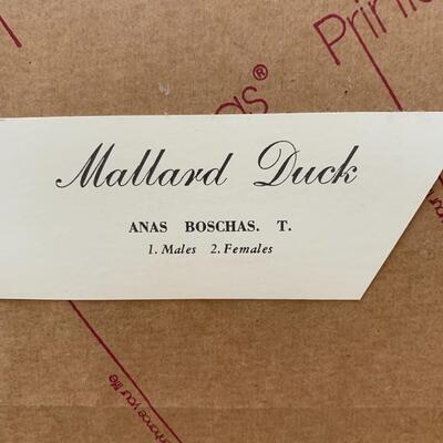 Lot 299: "Mallard Duck" Print