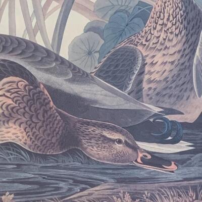 Lot 299: "Mallard Duck" Print