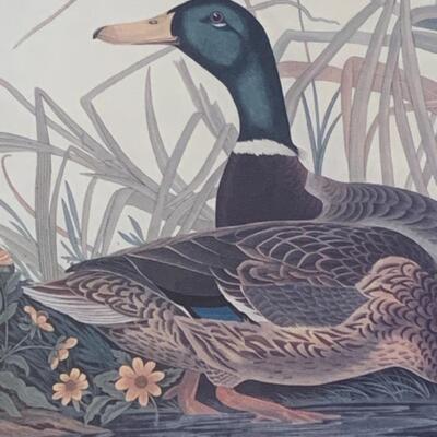 Lot 299: "Mallard Duck" Print