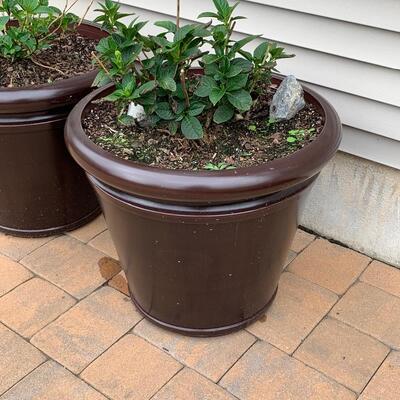 Lot 347: Large Outdoor Planters & Plants