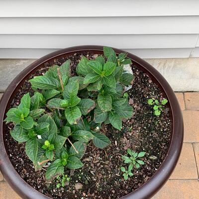 Lot 347: Large Outdoor Planters & Plants