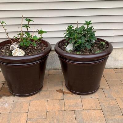 Lot 347: Large Outdoor Planters & Plants