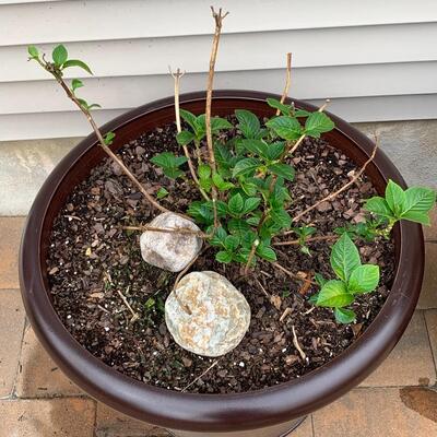 Lot 347: Large Outdoor Planters & Plants