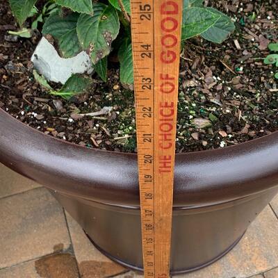 Lot 347: Large Outdoor Planters & Plants