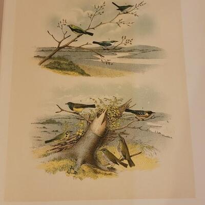 Lot 17: Antique 1903 "Birds of North America" Book