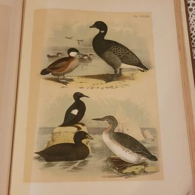 Lot 17: Antique 1903 "Birds of North America" Book
