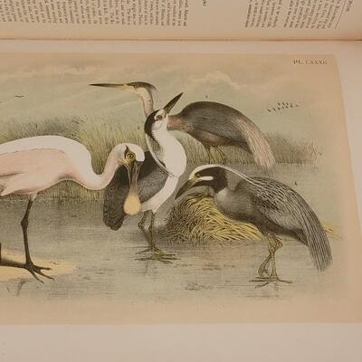 Lot 17: Antique 1903 "Birds of North America" Book