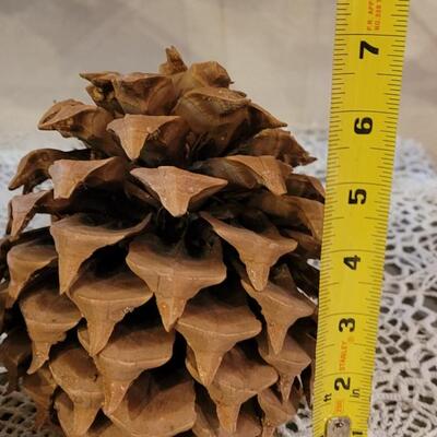 Lot 20: Large & Small Pine Cones and Grapevine Wreaths