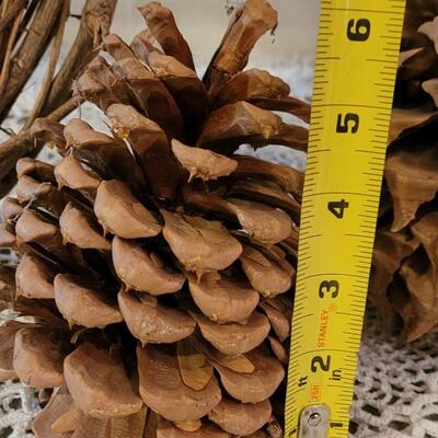 Lot 20: Large & Small Pine Cones and Grapevine Wreaths