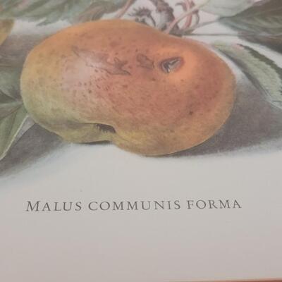 Lot 173: Still Life Print by Carlos von Riefel