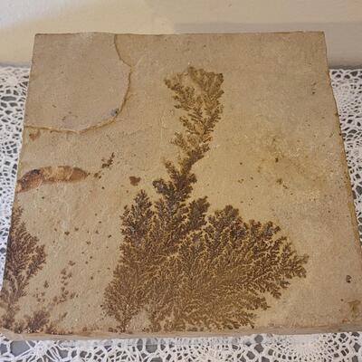 Lot 183: Fossilized Fern