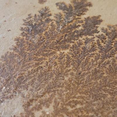 Lot 183: Fossilized Fern