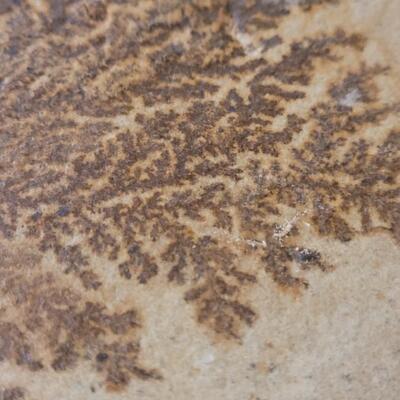 Lot 183: Fossilized Fern