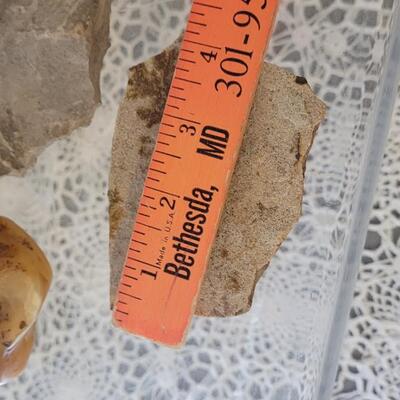 Lot 184: (3) Fossils