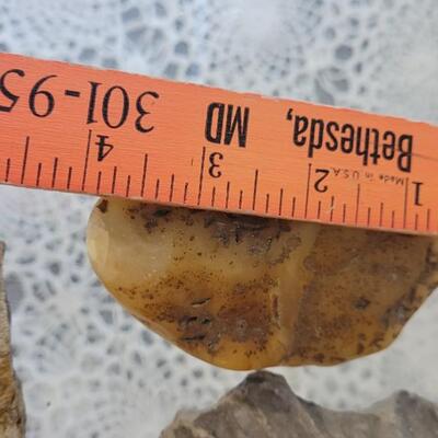 Lot 184: (3) Fossils