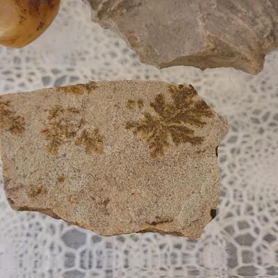 Lot 184: (3) Fossils