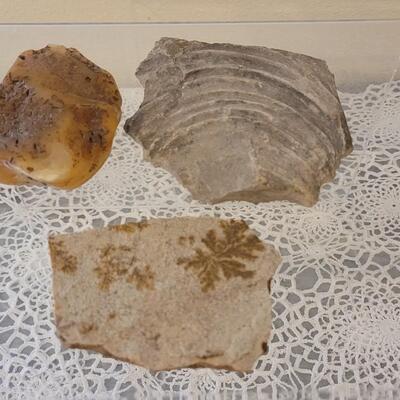 Lot 184: (3) Fossils