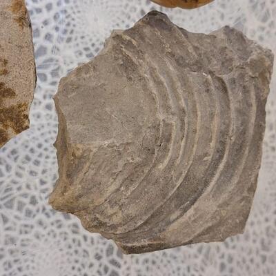 Lot 184: (3) Fossils