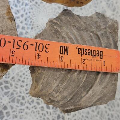 Lot 184: (3) Fossils