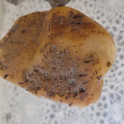 Lot 184: (3) Fossils