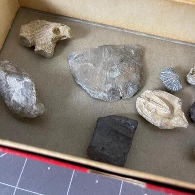 Fossil Collection 