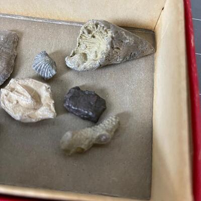 Fossil Collection 