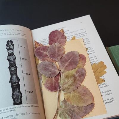 Lot 238: (4) Vintage Hardback Nature Lover Books