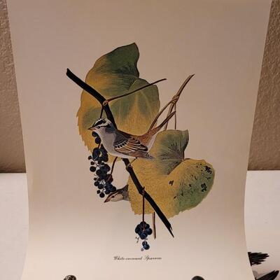 Lot 240: Vintage Set of Lithograph Bird Species Nature Prints