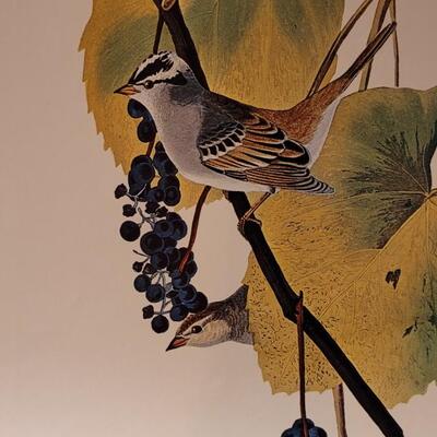 Lot 240: Vintage Set of Lithograph Bird Species Nature Prints