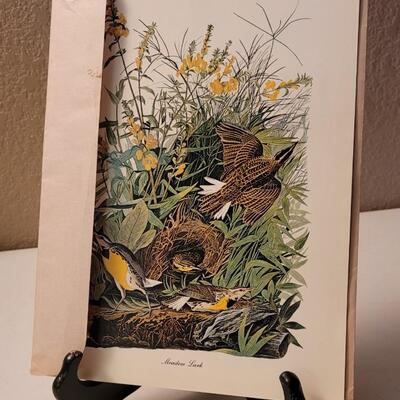 Lot 240: Vintage Set of Lithograph Bird Species Nature Prints