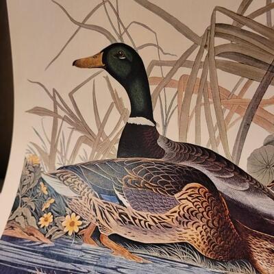 Lot 240: Vintage Set of Lithograph Bird Species Nature Prints