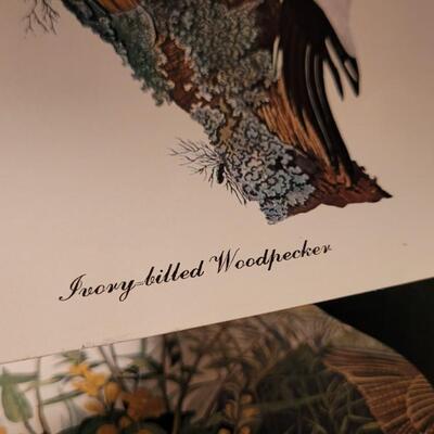 Lot 240: Vintage Set of Lithograph Bird Species Nature Prints