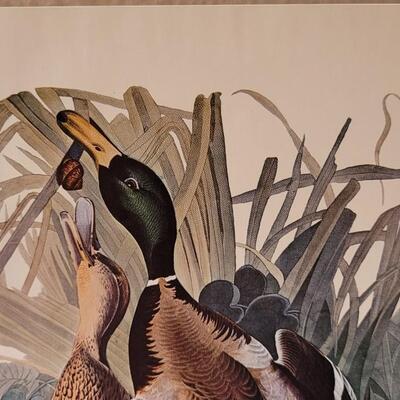 Lot 240: Vintage Set of Lithograph Bird Species Nature Prints